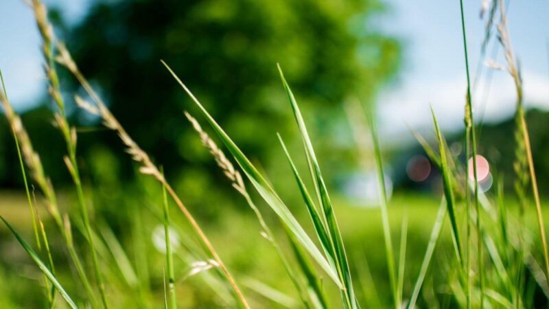 How to Stop Fighting Weeds and Pests Every Single Weekend